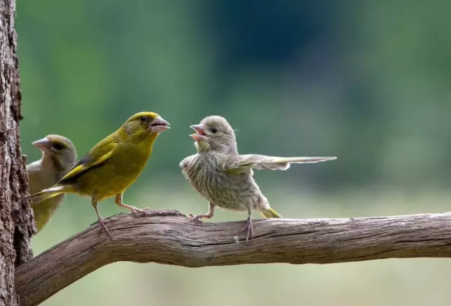 Family Bird Squabble: European Greenfinches Steal the Spotlight in Comedy Wildlife Awards